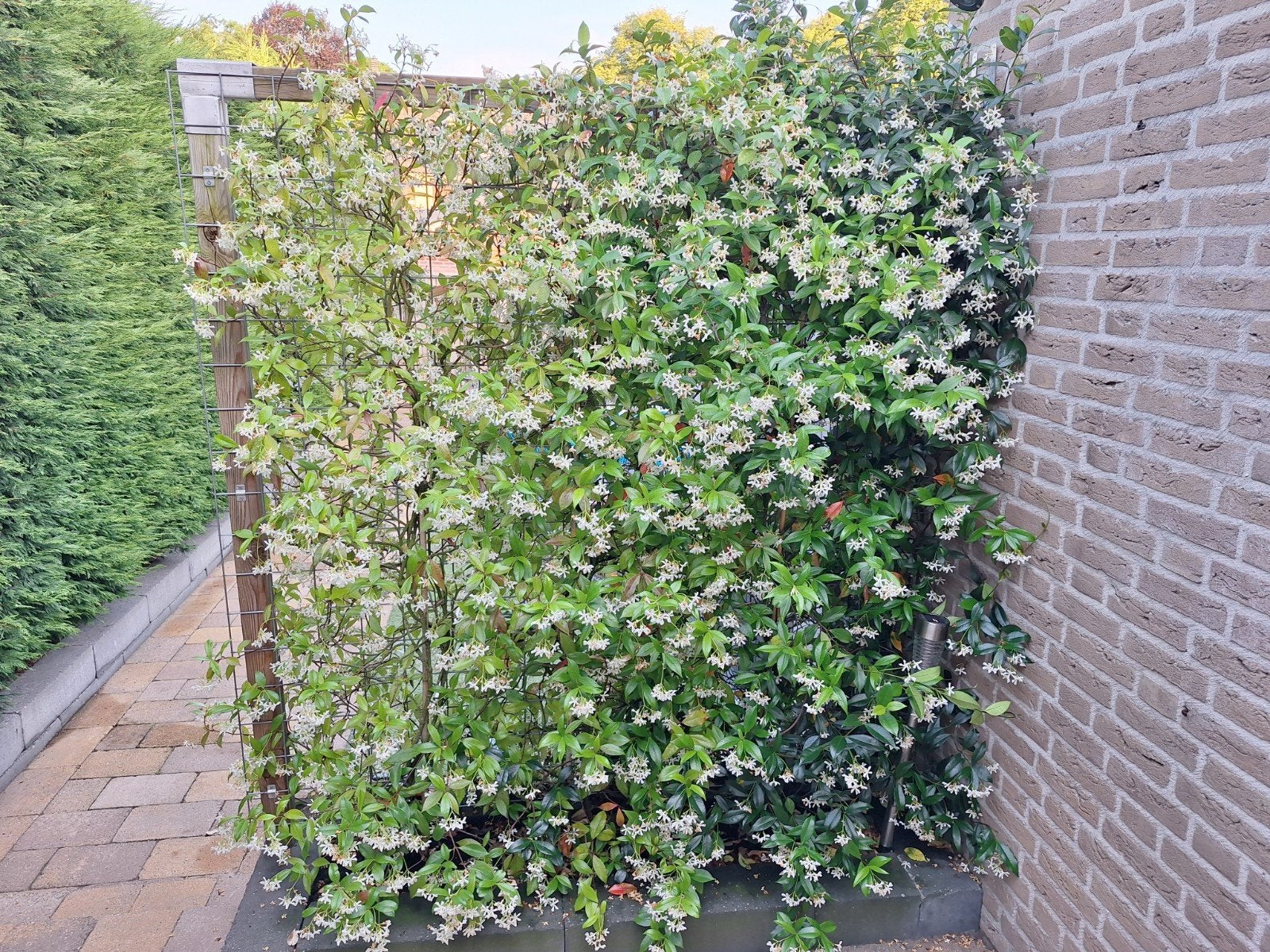 Toscaanse Jasmijn op rek (hekwerk) - 180x180 cm, Tuin en Terras, Planten | Tuinplanten, Ophalen, Volle zon, Vaste plant, Klimplanten
