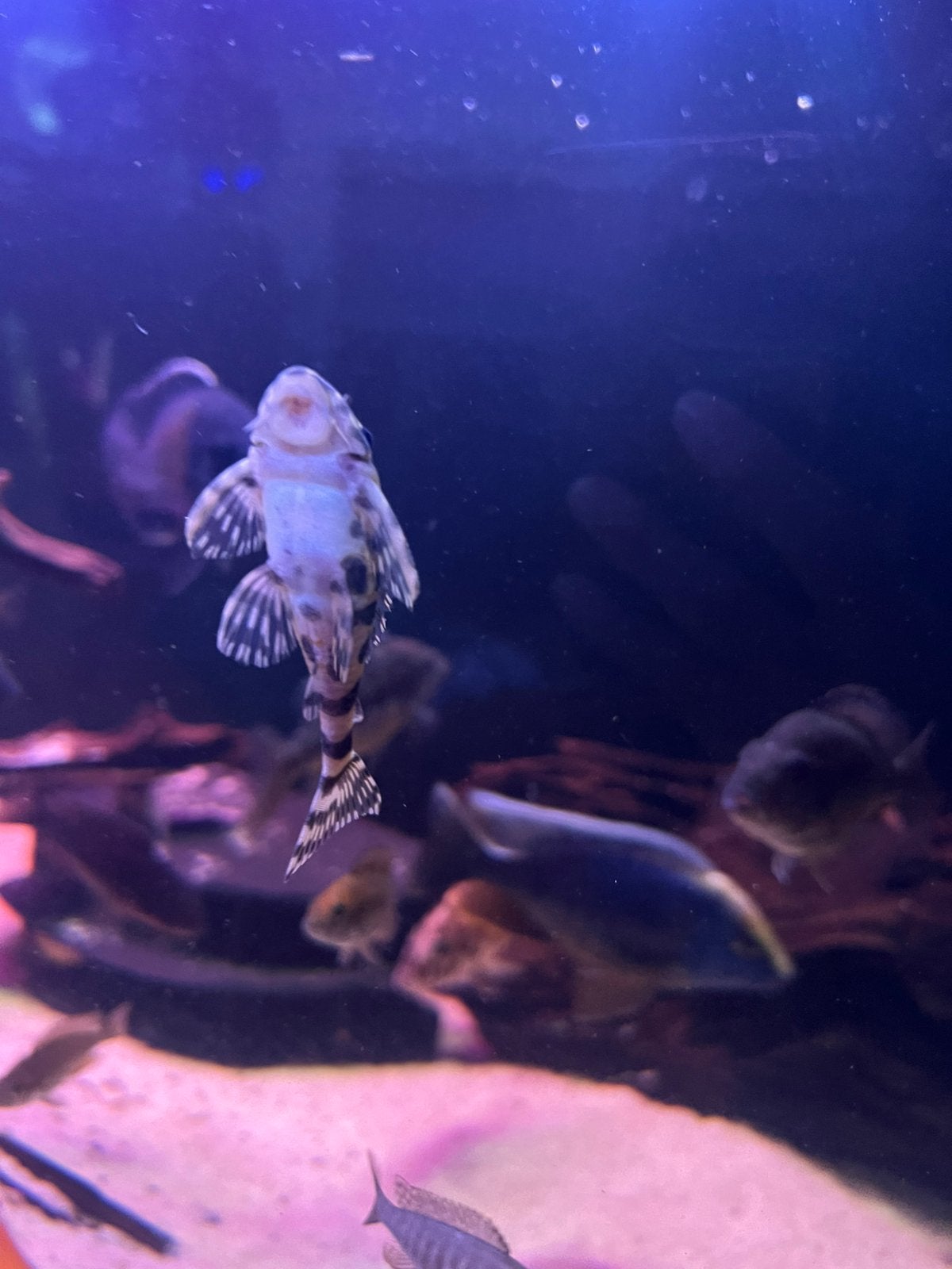 L134 vrouw, Dieren en Toebehoren, Ophalen, Zo goed als nieuw, Leeg aquarium