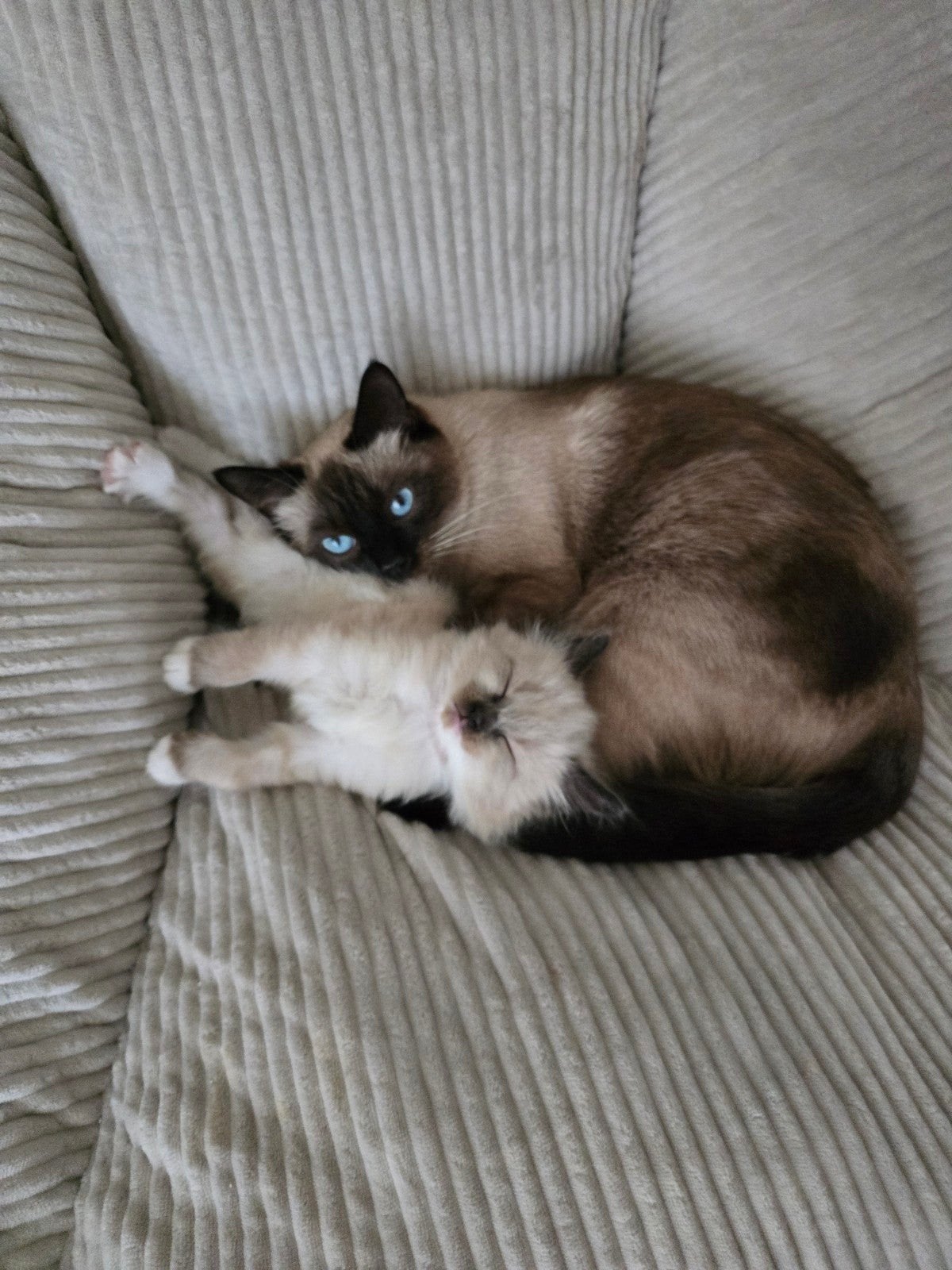 aankondiging kittens op komst Ragdoll, Dieren en Toebehoren, Meerdere dieren, Gechipt