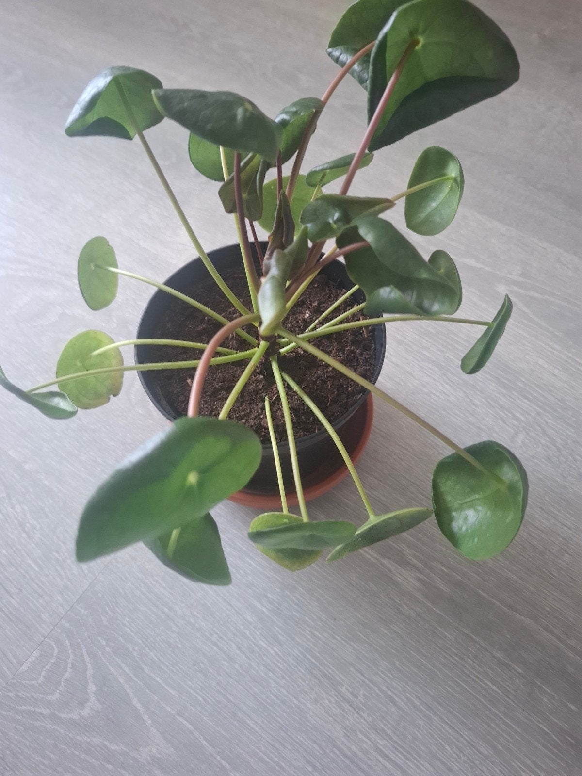 jong pannenkoekplantje, Ophalen, Halfschaduw, Minder dan 100 cm