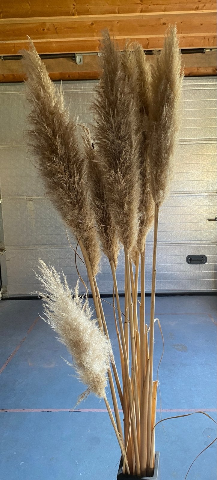 Decoratieve Pampas pluimen, Ophalen, Binnen, Natuurlijk materiaal, Gebruikt