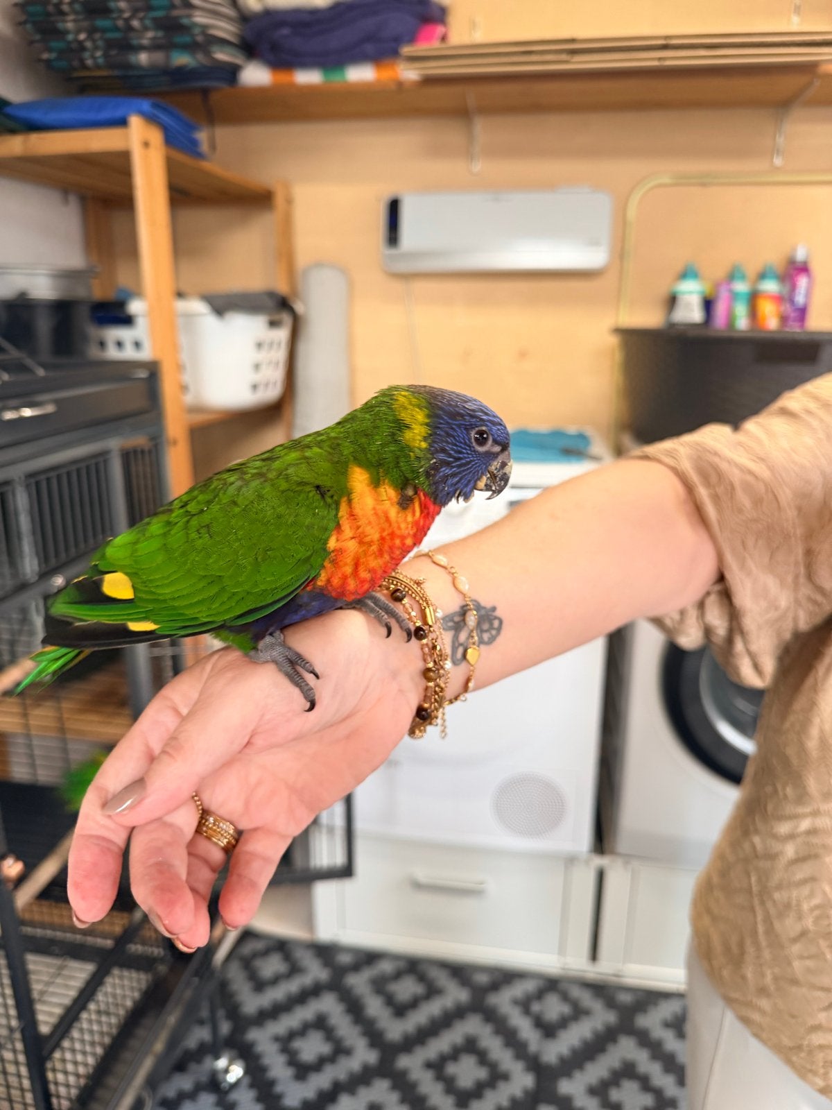 Jonge handtamme Lori, Dieren en Toebehoren, Meerdere dieren, Papegaai, Tam
