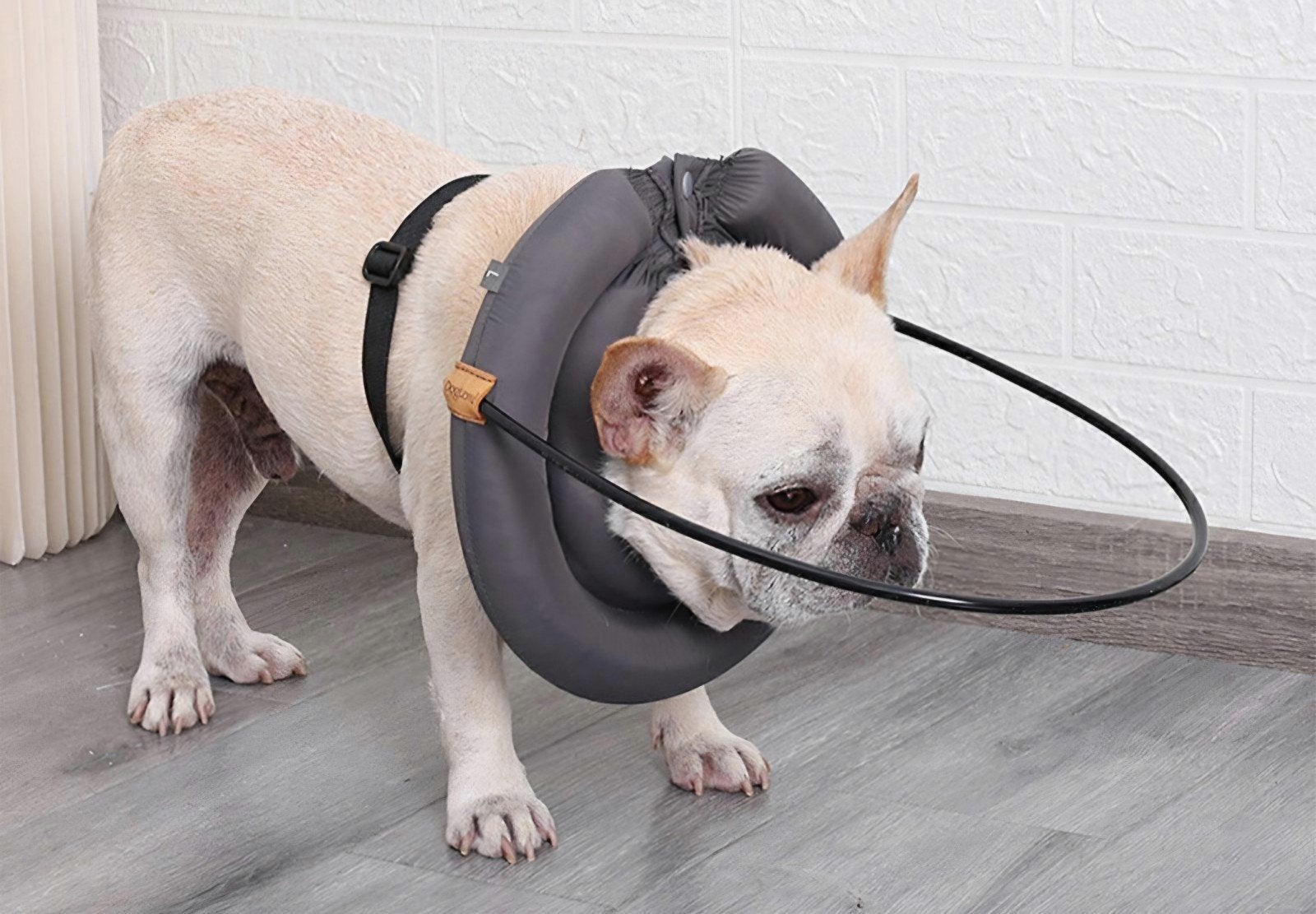 Stootring voor blinde hond, Dieren en Toebehoren, Overige merken, Ophalen of Verzenden, Nieuw
