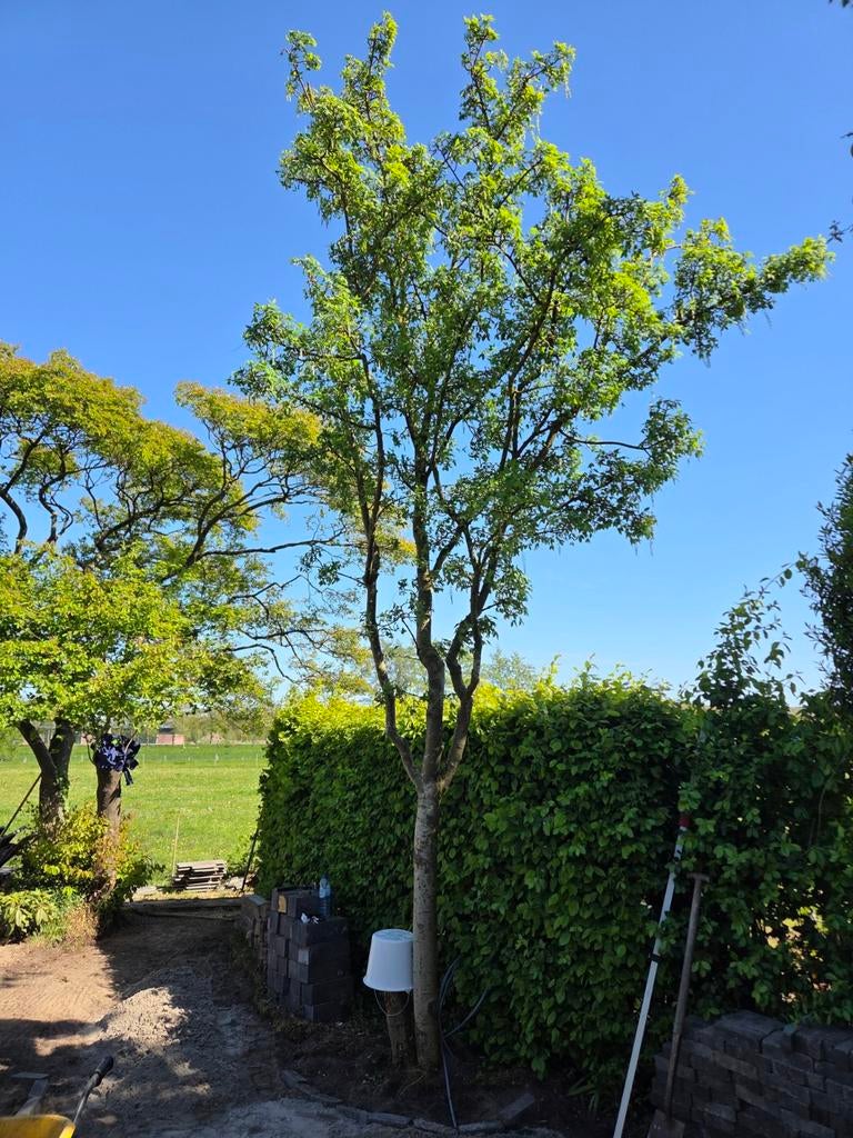 GRATIS - Gouden regen boom - zelf weghalen, Overige soorten, Lente, 400 cm of meer, Ophalen