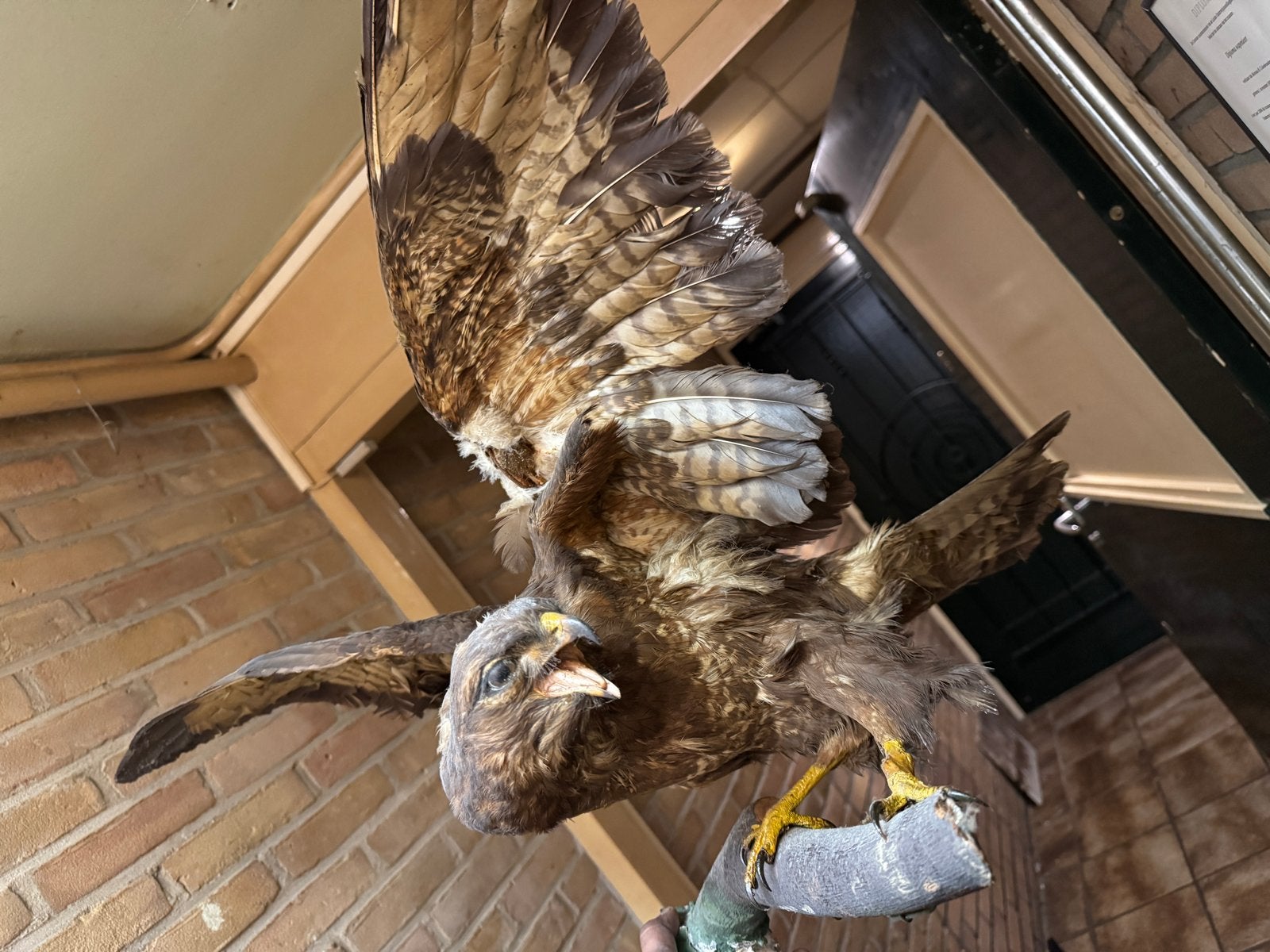 Opgezette vogel buizers - adelaar opgezet dier valk, Dieren en Toebehoren, Mannelijk, Roofvogel