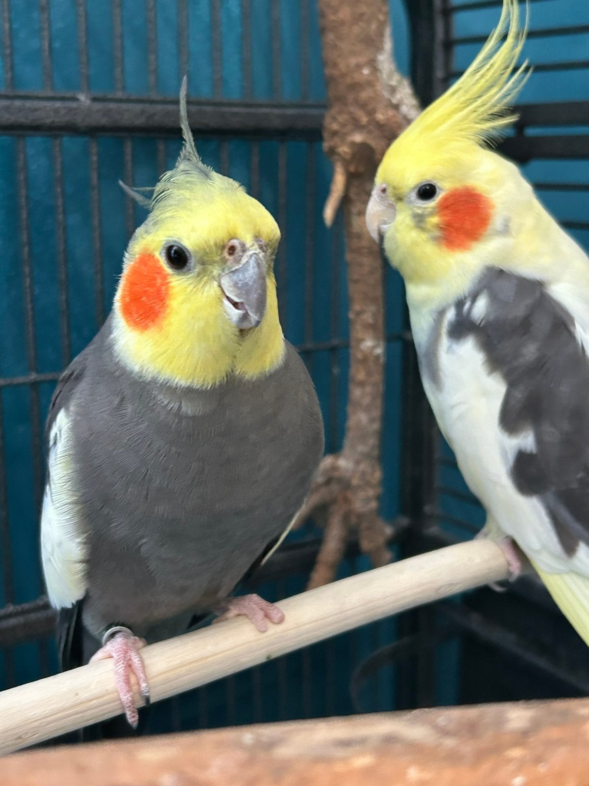 Te koop mooie koppel valkparkietjes, Meerdere dieren, Parkiet, Geringd