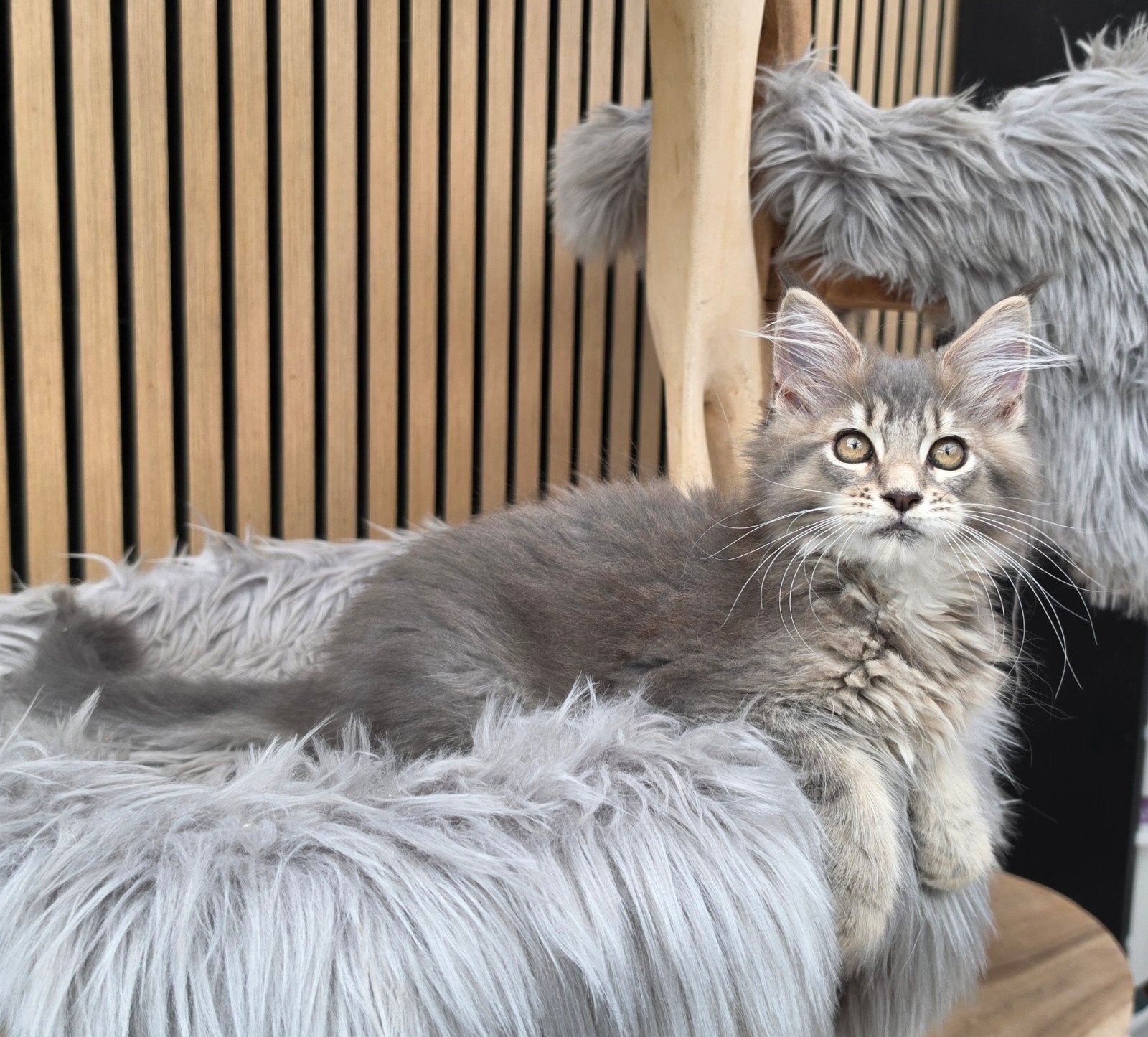 Maine coon poesje met stamboom, Dieren en Toebehoren, Katten en Kittens | Raskatten | Langhaar, Poes, Met stamboom, 0 tot 2 jaar