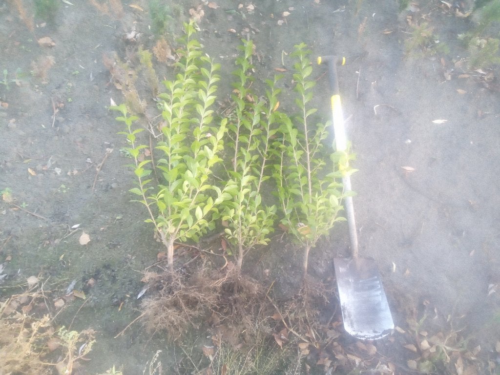 Liguster: Groenblijvende Haagplanten voor een Dichte Haag, Tuin en Terras, Planten | Struiken en Hagen, Ophalen, Liguster, Haag