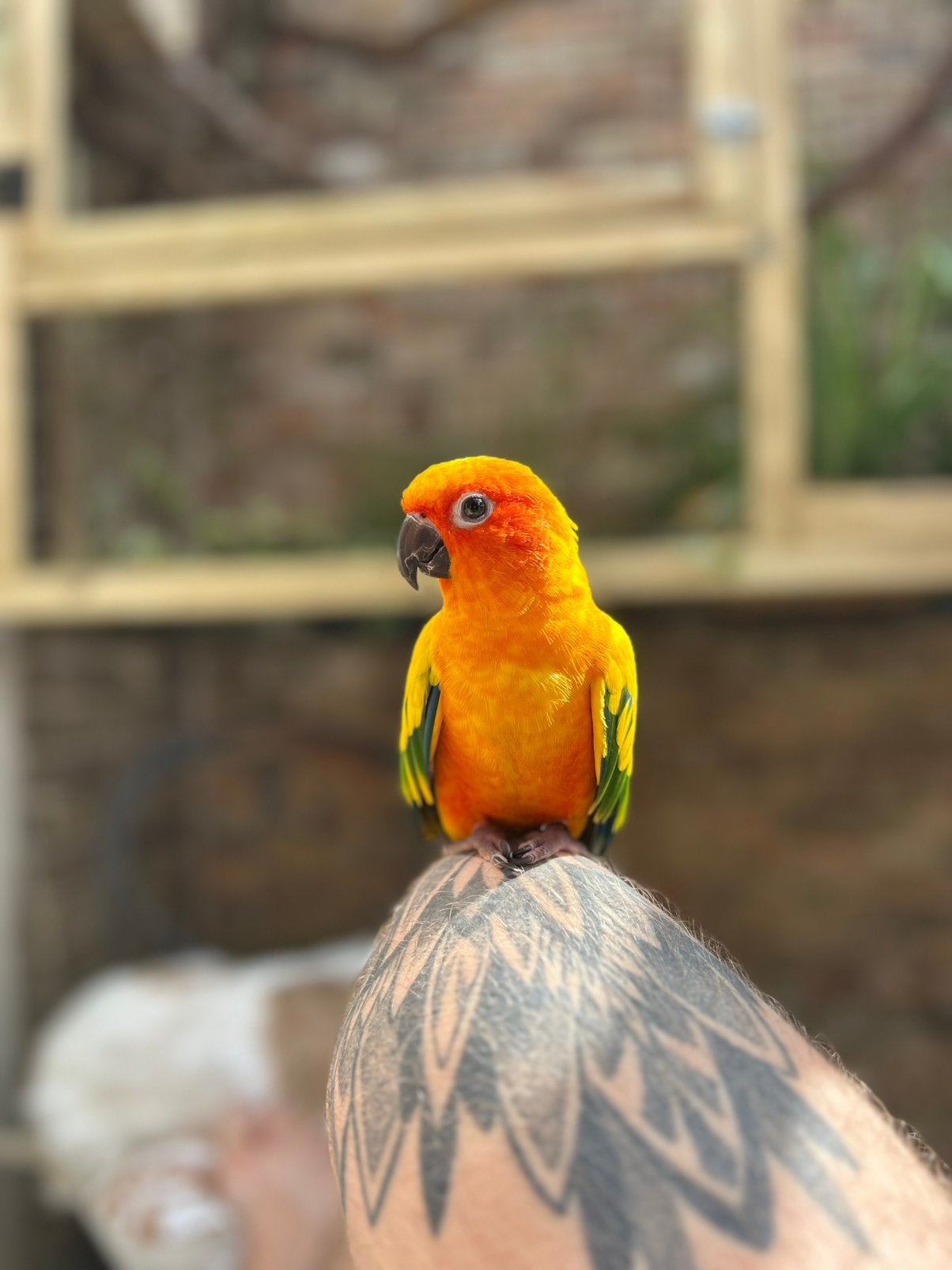 Hele lieve tamme zonparkiet, Dieren en Toebehoren, Vrouwelijk, Papegaai