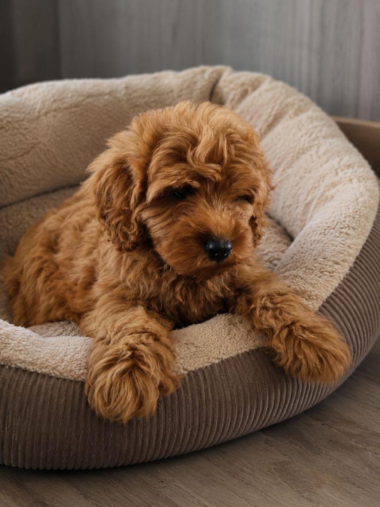 Cockapoo pup (Cocker spaniel x Toypoedel), Dieren en Toebehoren, Honden | Chihuahua's en Gezelschapshonden, 8 tot 15 weken, Parvo