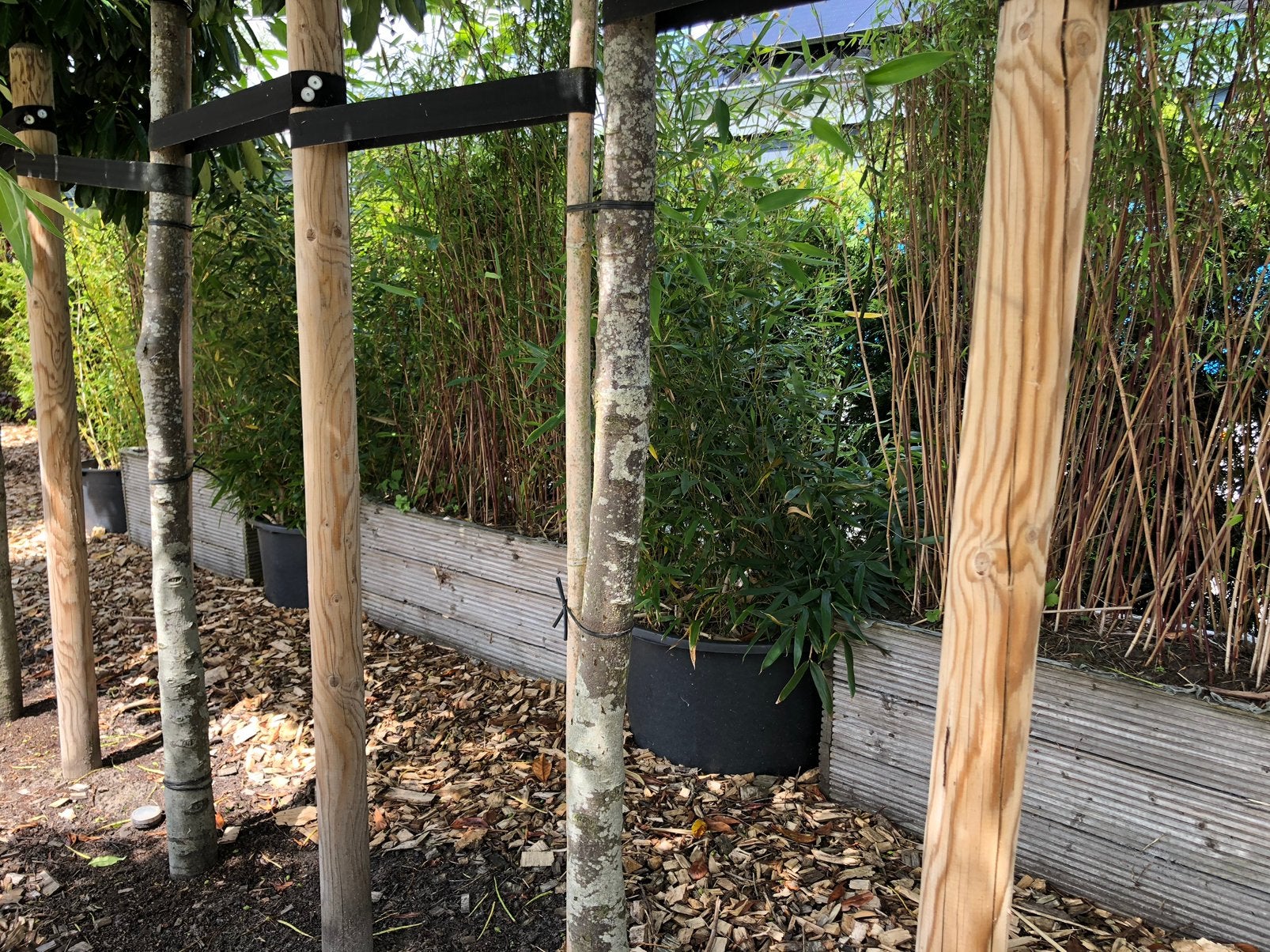 Bamboe in hard houten bakken 5x, Tuin en Terras, Ophalen, Bamboe, 100 tot 250 cm