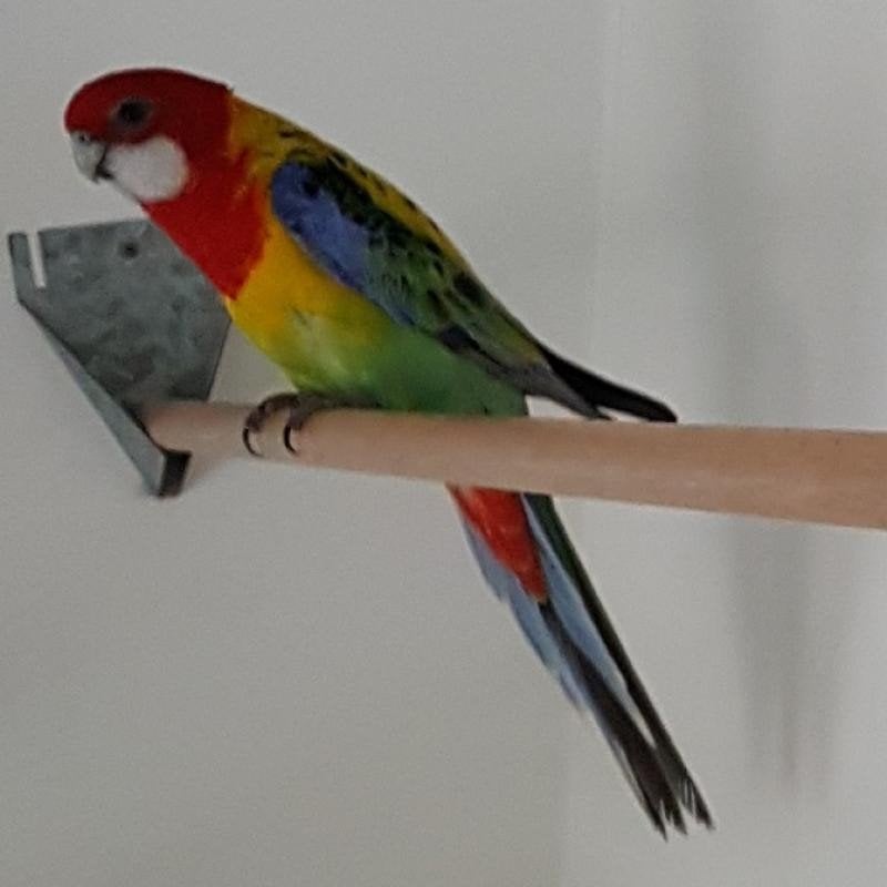 Rosella parkiet te koop, Geslacht onbekend, Parkiet