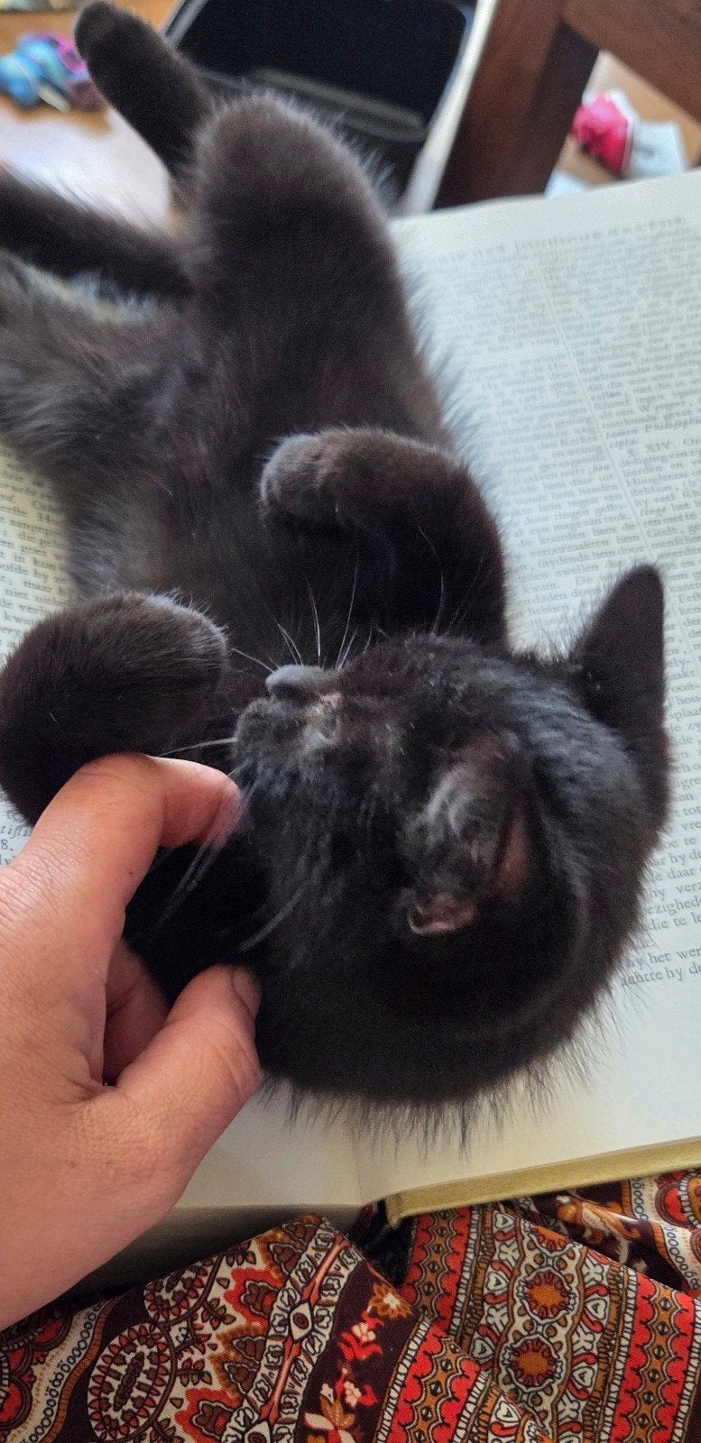 super lief britse korthaar kitten, Kater, Ontwormd, 0 tot 2 jaar