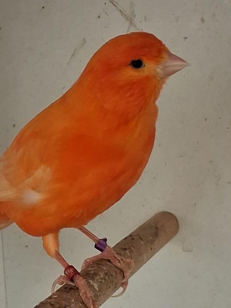 Mooie Rode kanarie man, Dieren en Toebehoren, Vogels | Kanaries, Mannelijk, Kleurkanarie