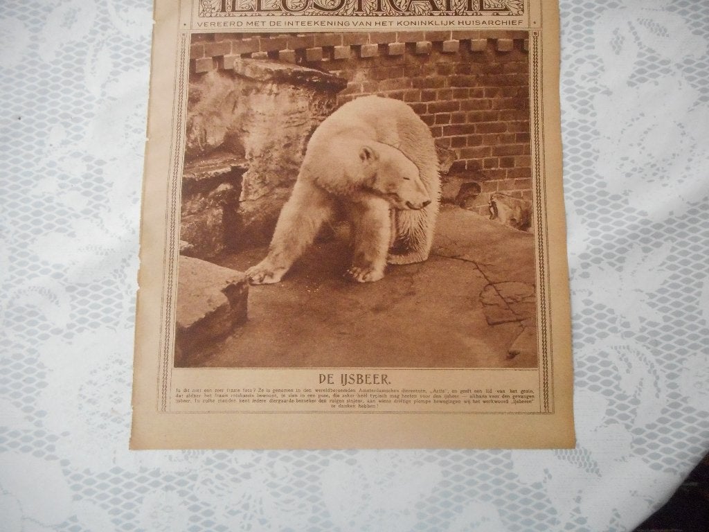 Artis. De IJsbeer. 1923., Ophalen of Verzenden, 1920 tot 1940, Nederland, Knipsel(s)