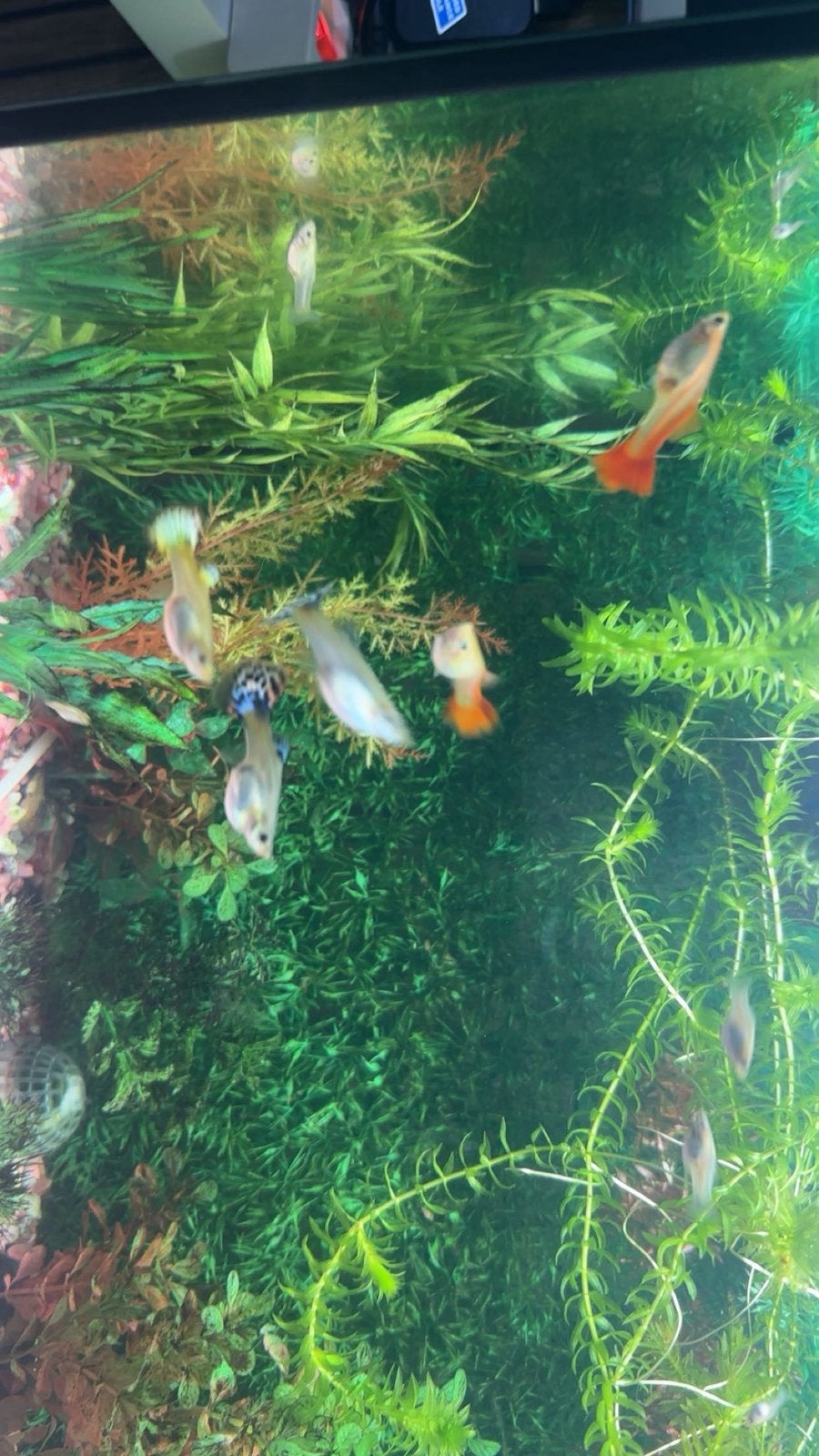 Jonge Guppy’s te koop – mooie kleuren en verschillende, Dieren en Toebehoren, Vis