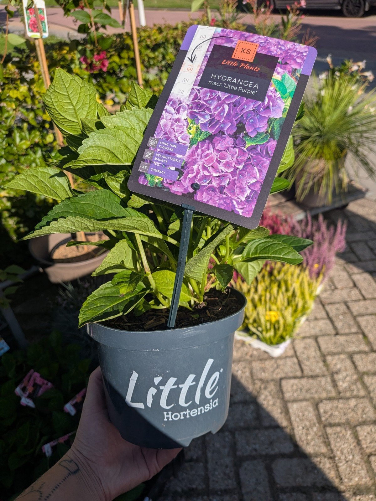 Hortensia Little XS, little purple, Tuin en Terras, Ophalen, Zomer, Overige soorten, Halfschaduw