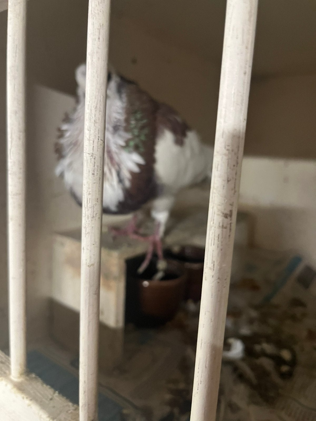 Haagse tilduiven lees de omschrijving, Dieren en Toebehoren, Vogels | Duiven, Kropper