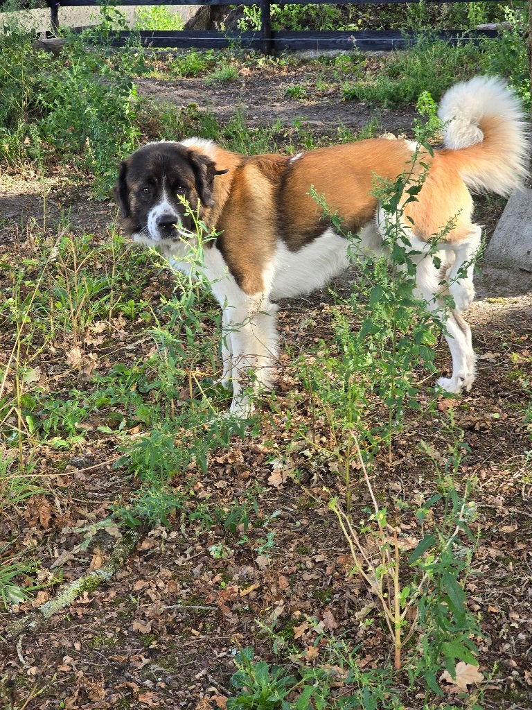 waakzame Newfoundlander*Leonberger-*Tatra* zoekt  ruim thuis, Reu, Sennenhond, 1 tot 2 jaar, Parvo