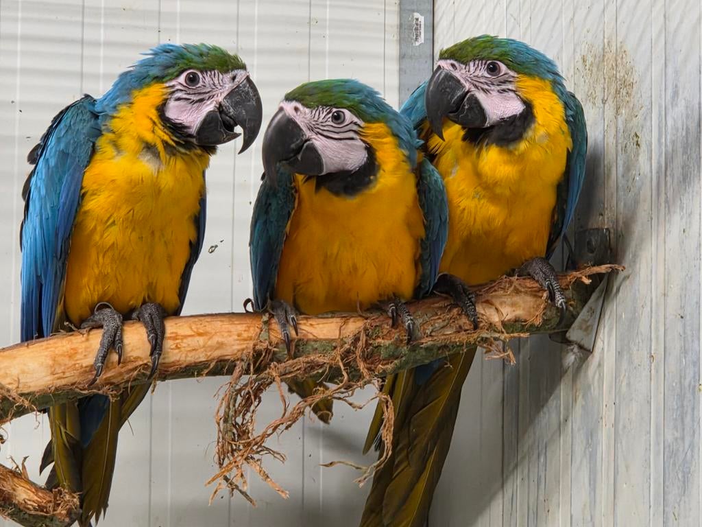 1–2 blauw gele ara, Dieren en Toebehoren, Vogels | Parkieten en Papegaaien, Meerdere dieren, Papegaai, Geringd