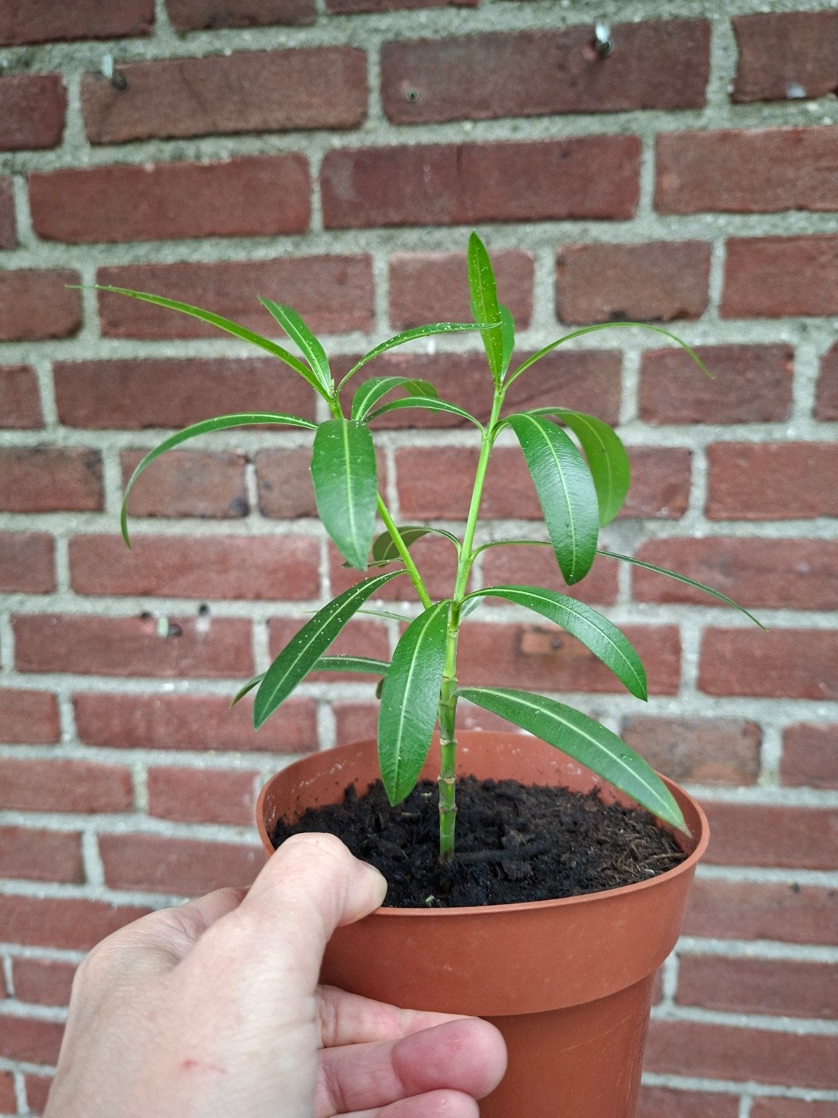 Oleander Nerium rode bloem, Ophalen