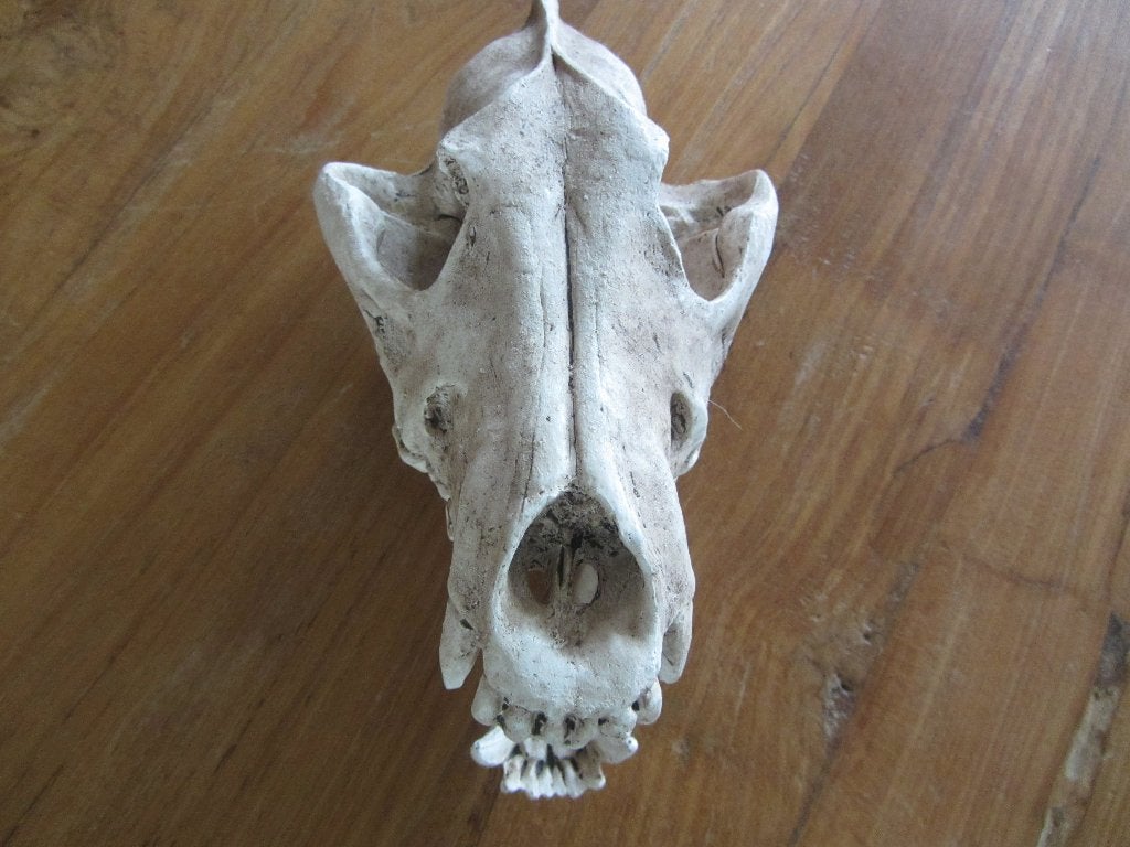 Schedel Ornament voor Aquarium, Ophalen of Verzenden, Nieuw, Overige typen