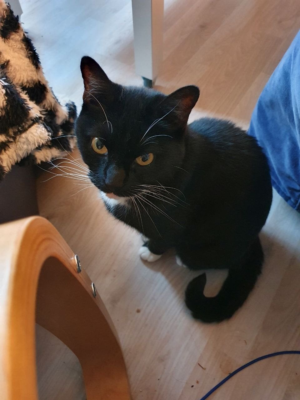 Vermist zwartwitte kater, Dieren en Toebehoren