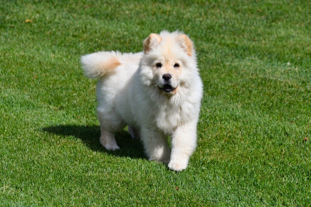 Chow Chow pups te koop, Dieren en Toebehoren, 15 weken tot 1 jaar, Overige rassen, Buitenland, Teef