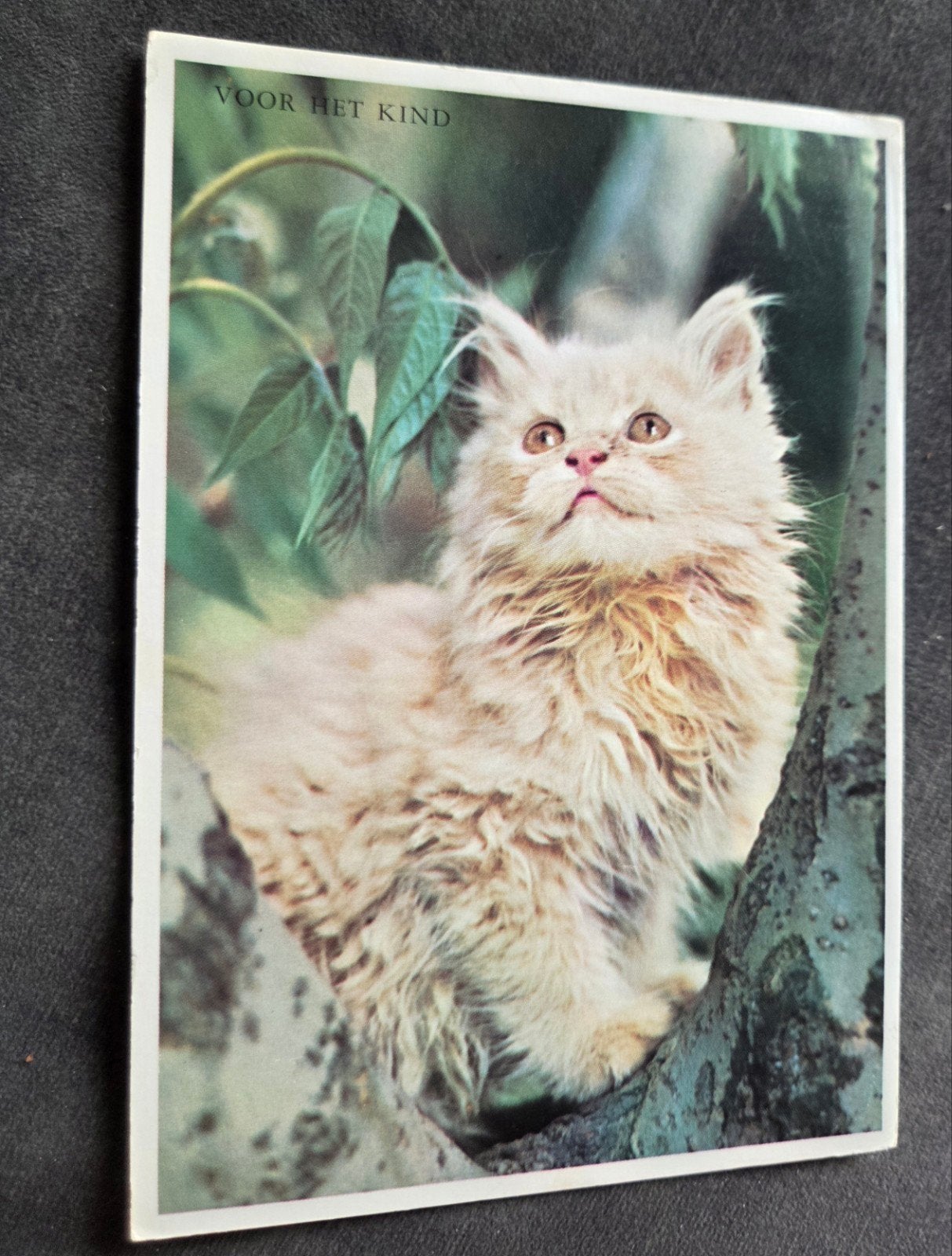 Schattige Perzische Kat - Voor Het Kind, Verzenden, 1960 tot 1980, Gelopen, Hond of Kat