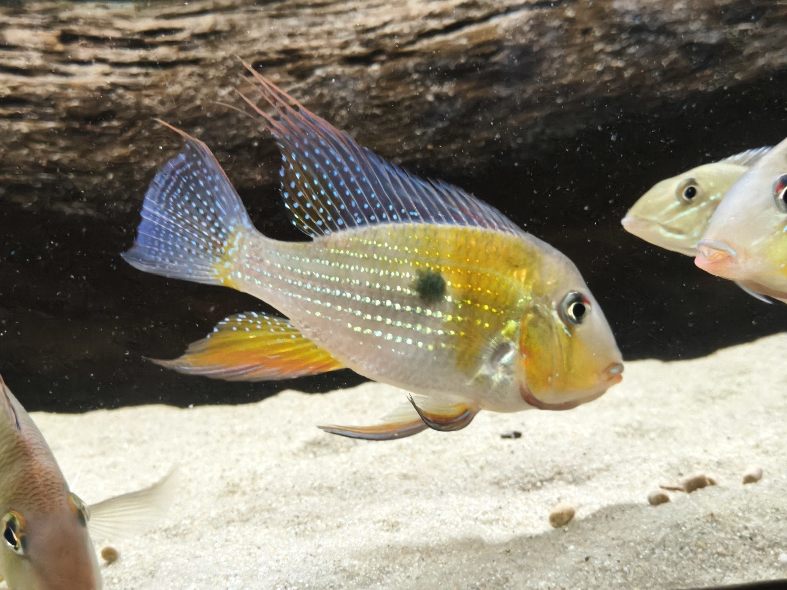 Acarichthys heckelii 3 stuks prachtige vissen, Vis