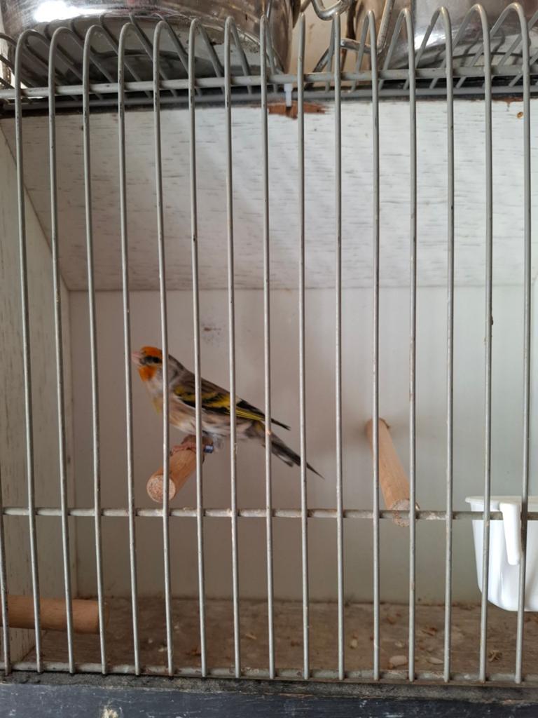 Putter/kanarie, Mannelijk, Wildzangvogel, Geringd