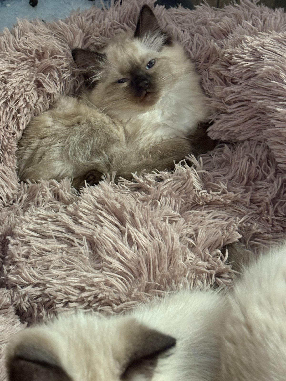 Leuke ragdoll kittens, Dieren en Toebehoren, Katten en Kittens | Raskatten | Langhaar, Meerdere dieren, 0 tot 2 jaar, Ontwormd