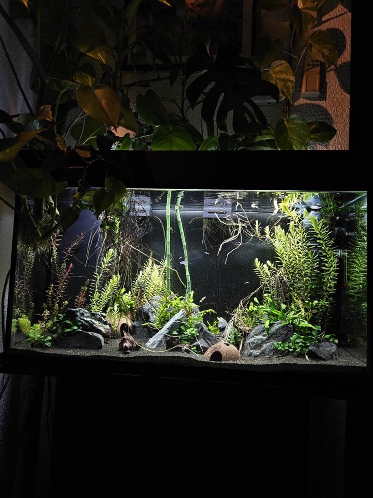 Juwel Rio 125, Dieren en Toebehoren, Ophalen, Inclusief vissen, Juwel, Gevuld zoetwateraquarium