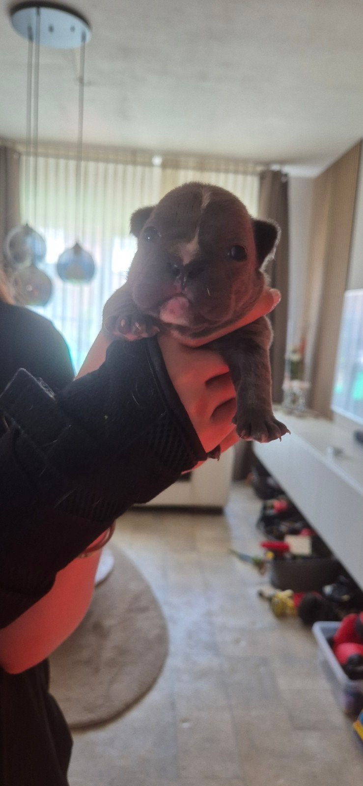 2 mooie grijze franse buldog pups, 8 tot 15 weken, Parvo, Bulldog, Meerdere