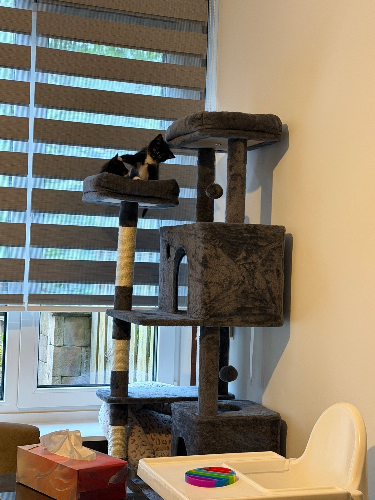 Kitten, Poes