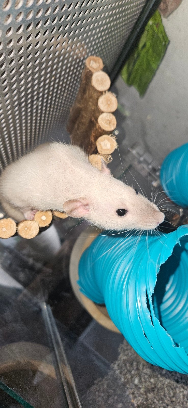 tamme ratten dames, Dieren en Toebehoren, Rat, Vrouwelijk, Januari, Tam