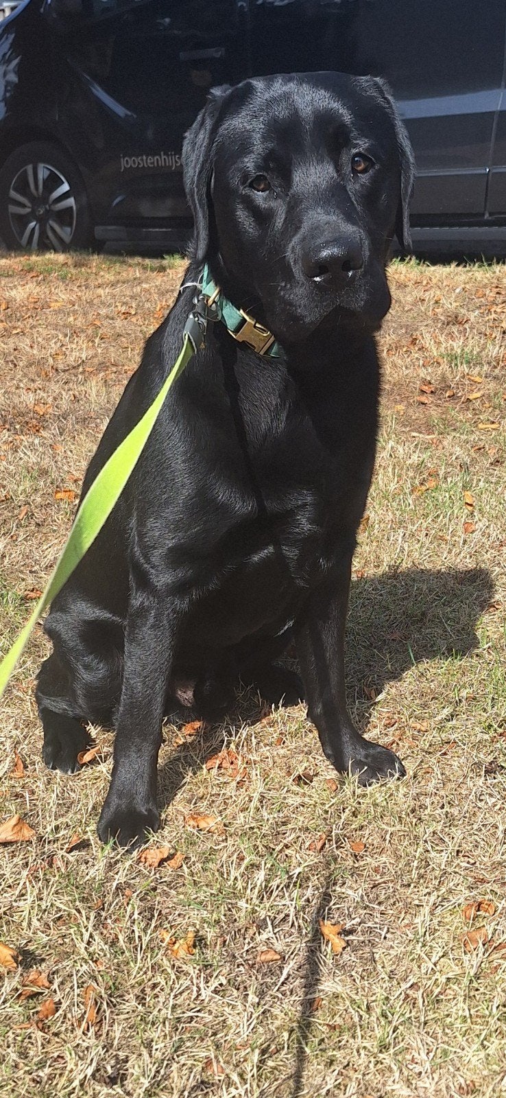 labrador reu 10 maand., Dieren en Toebehoren, 15 weken tot 1 jaar, Reu, Labrador retriever, Eén hond