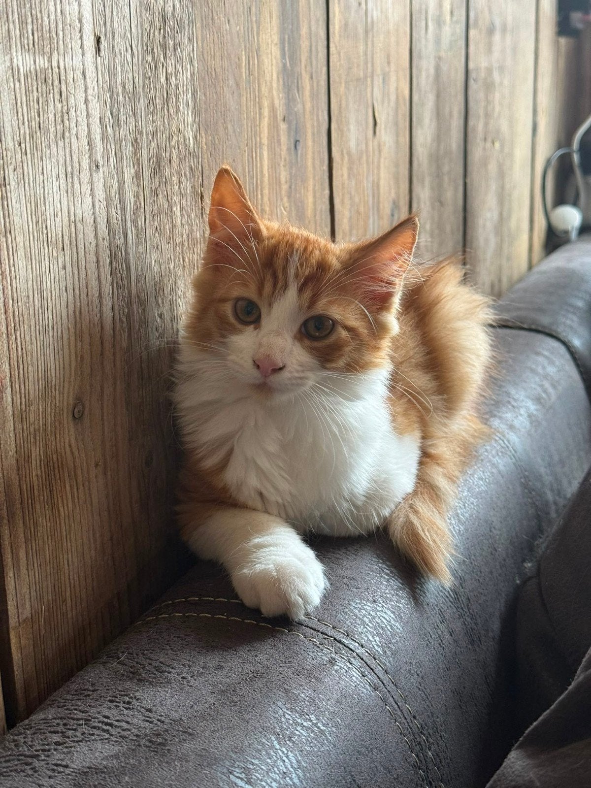 nog een heel lieve kater ben een mixje maine coon 12 weken, Kater, Ontwormd