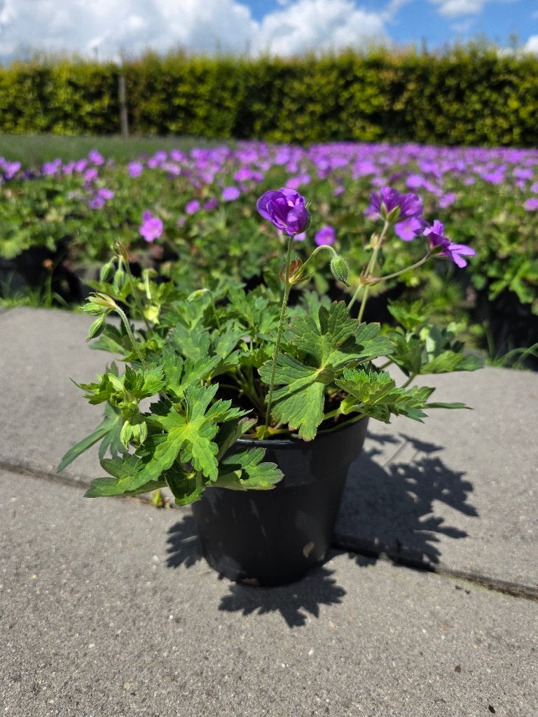 Mooie partij Geranium Rozanne, Ophalen, Bodembedekkers, Vaste plant, Halfschaduw