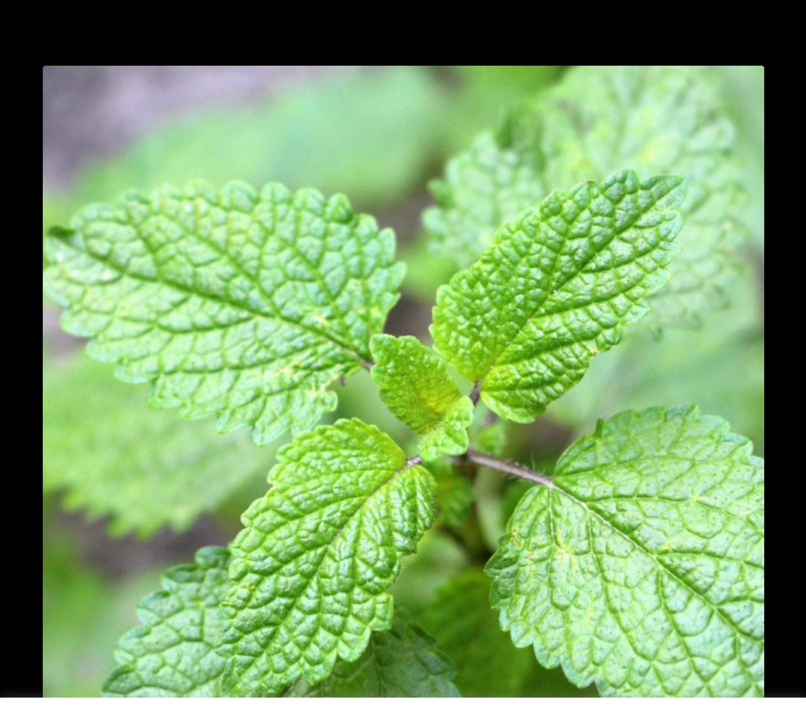 Biologische Citroenmelisse. Melissa officinalis., Tuin en Terras, Planten | Tuinplanten, Ophalen, Overige soorten, Volle zon