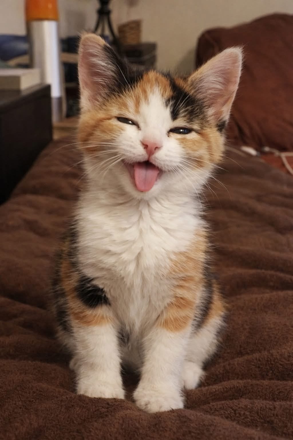 Lieve kitten ( poes) gezocht vanaf midden augustus!, Dieren en Toebehoren, Katten en Kittens | Raskatten | Langhaar, Poes, Ingeënt