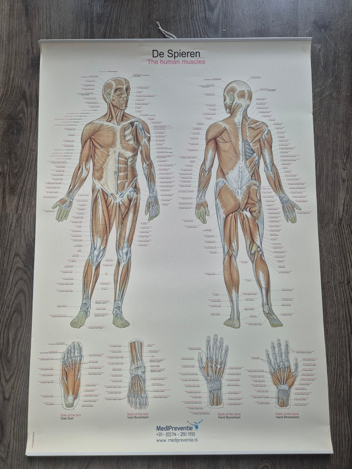Anatomie posters: Spieren en Skelet (68x99cm), Ophalen of Verzenden, Zo goed als nieuw