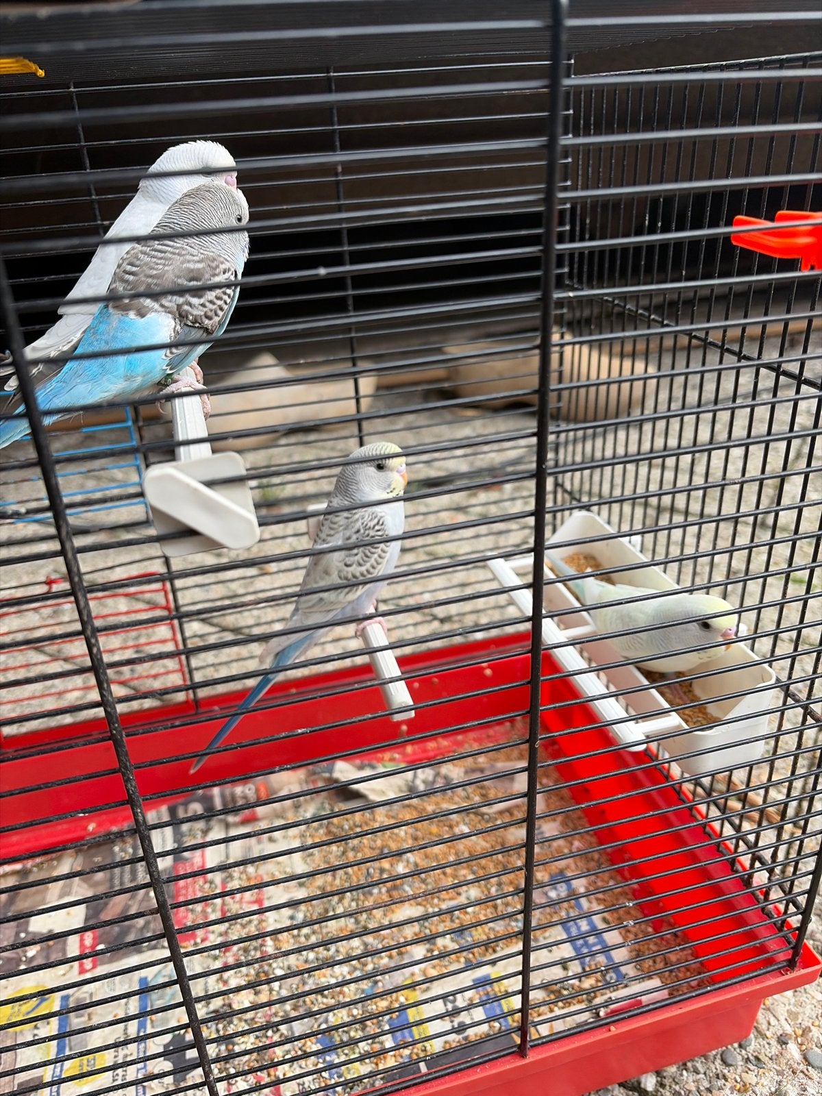 Zie beschrijving, Dieren en Toebehoren, Vogels | Parkieten en Papegaaien, Geslacht onbekend, Parkiet