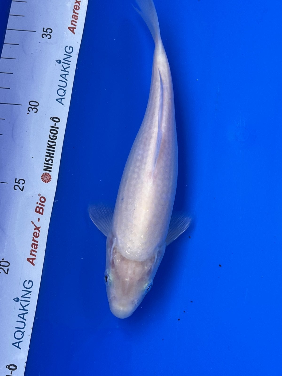 Karashigoi, Dieren en Toebehoren, Vissen | Vijvervissen, Karper of Koi