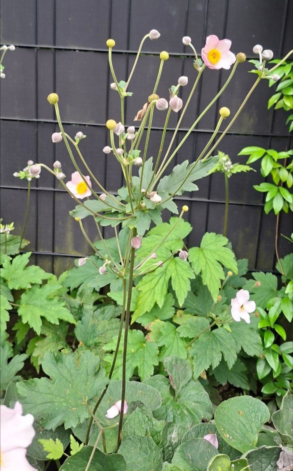 mooie grote stekken Anemonen, Ophalen, Volle zon