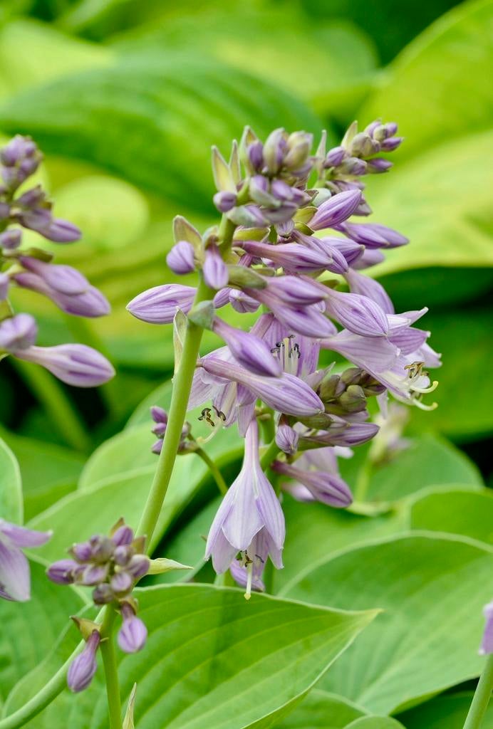 HOSTA paarse bloemen uit Biologische tuin Vaste plant, Vaste plant, Halfschaduw, Zomer, Ophalen