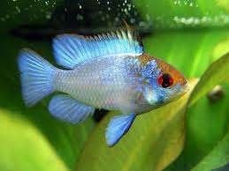 Ramirezi electric blue - Koidream Valburg, Dieren en Toebehoren, Vis, Zoetwatervis