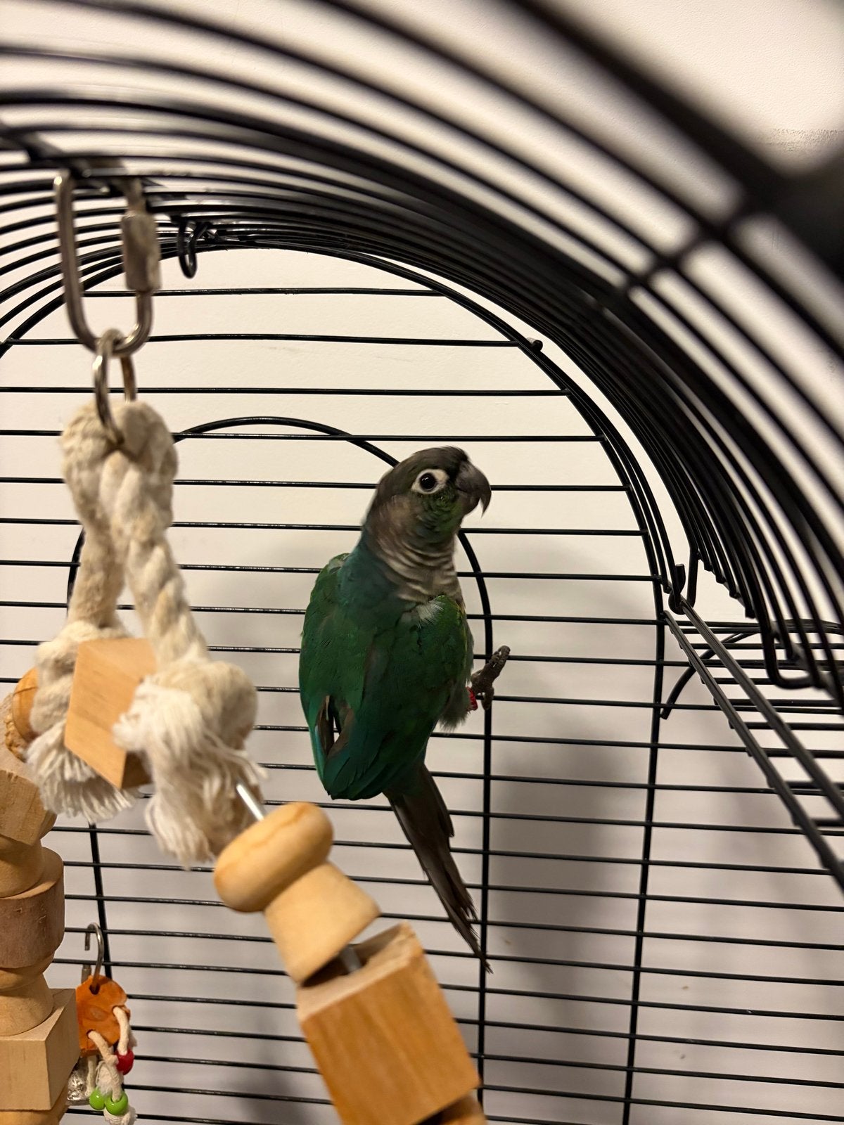 Pyrrhura - lees meer ️, Geslacht onbekend, Parkiet, Geringd