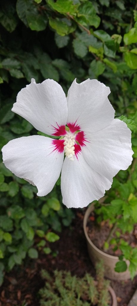 Hybiscus red Hart, Overige soorten, Volle zon, Vaste plant, Ophalen of Verzenden