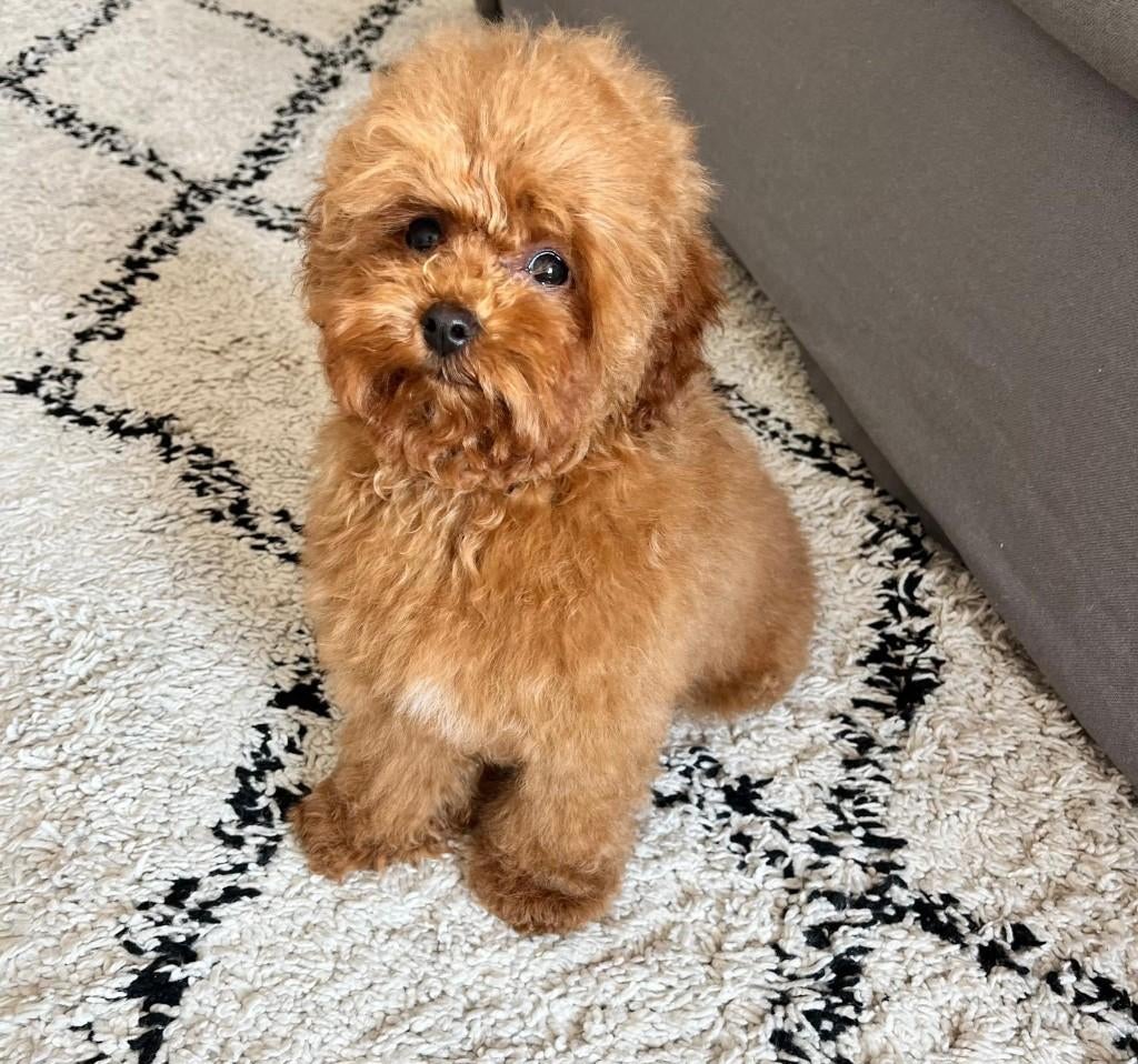 Maltipoo F2 pup teefje te koop!, Overige rassen, 8 tot 15 weken, Teef, Parvo